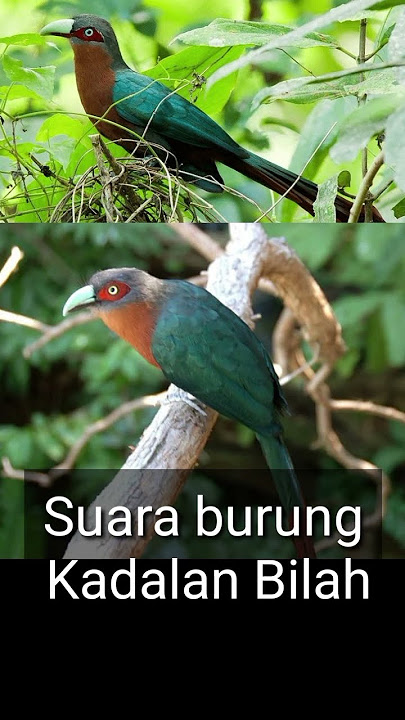 suara burung kadalan bilah