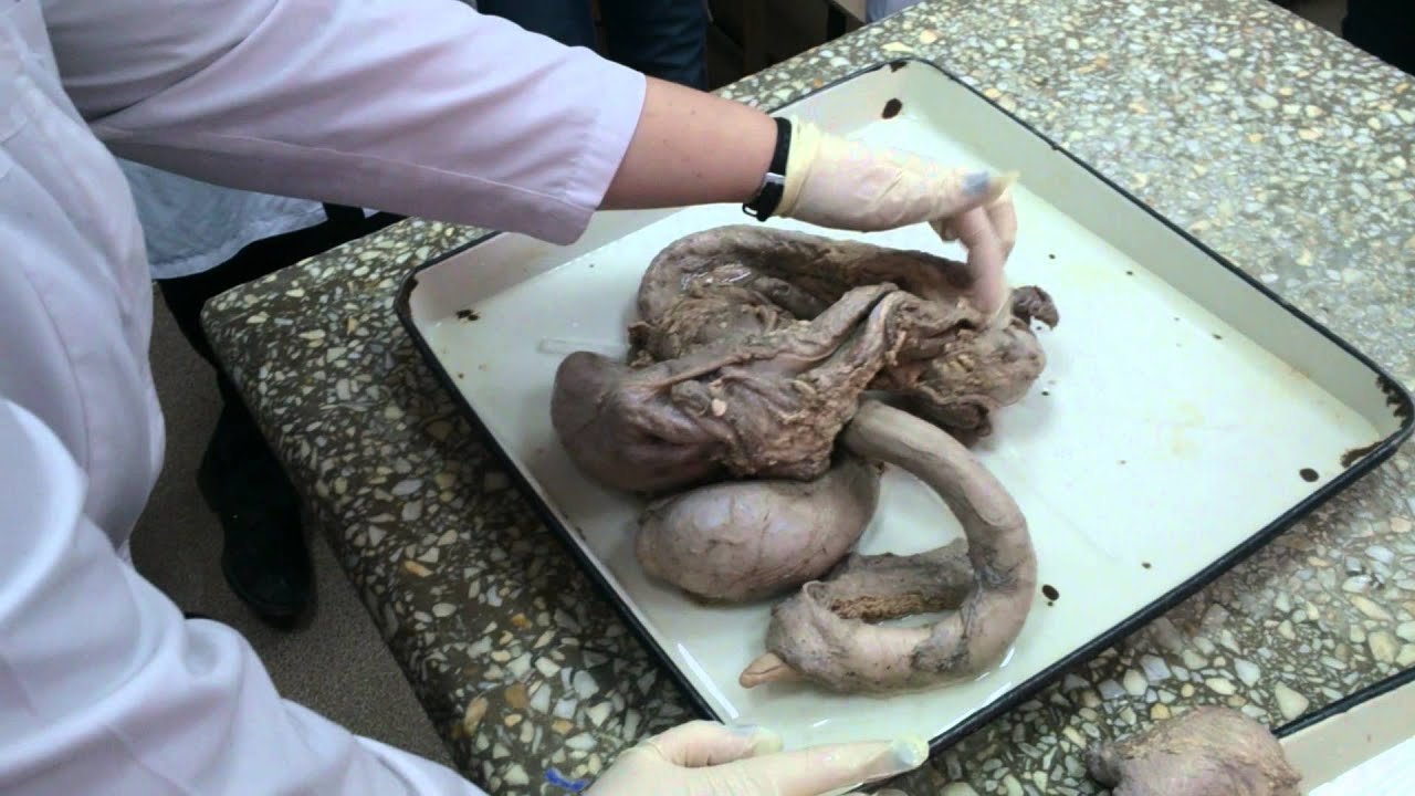 Органы половой системы самцов. Первая часть.