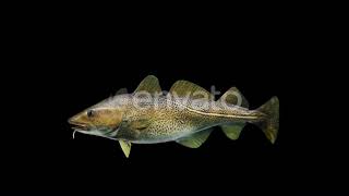 Atlantic Cod Fish | Motion Graphics - Envato elements