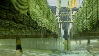 Algae Power | This American Land Season 4