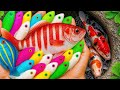 Fishing for Ornamental Fish: Betta, Catfish & Guppies!
