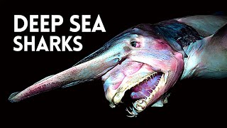 Deep Sea Creatures Get WEIRDER the Deeper You Go