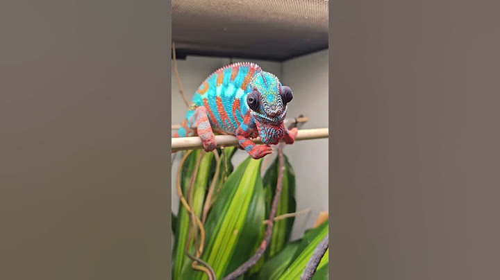 Remembering Him Through Solar, My Panther Chameleon | #Pet #Chameleon #Memories