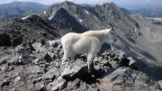 Atlantic Peak, CO - summit mountain goat