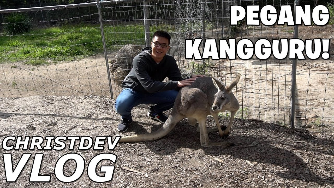 PEGANG KANGGURU & KOALA DI GOLD COAST! - ChristDev VLOG 