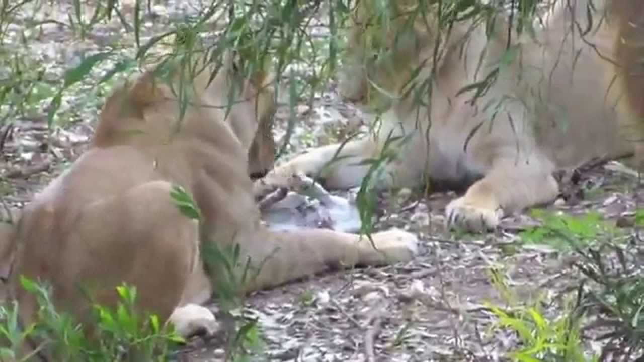 ライオンに食べられる猫 YouTube