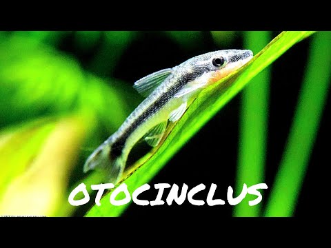 HOW TO:  Care For Otocinclus Catfish