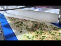 Meat bar making machine