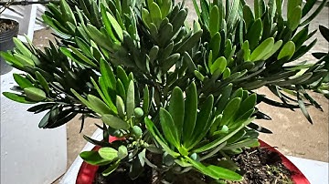 Tùng quý phi nhanh cho trái - Hoa kiểng Cái Mơn, Chợ Lách -  Ngọc Ngân Bến Tre 0386569374