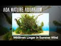 Adaview linger in summer wind  w600mm nature aquarium layoutenjp sub