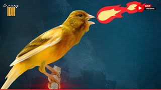 Canary Singing Video The Best Canary Training Song 12 Hour