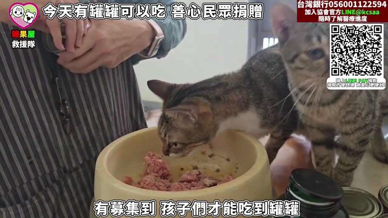 🌈貓罐罐終於到🌈