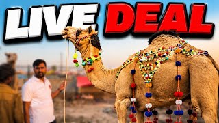 Live Deal Lahore Bakra Mandi Shahpur Kanjra Phari Wala Maal Mazhar Biba Official 