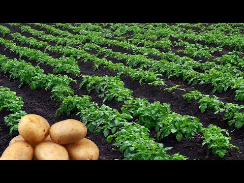✅Agriculture Technology Potatoes