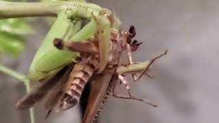 Feeding a Praying Mantis