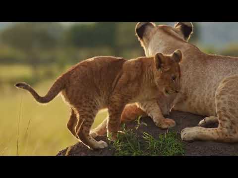 Wild serenity 🌿 Calm Animal Nature ambience for sleeping & focus #4krelaxation #stressrelief