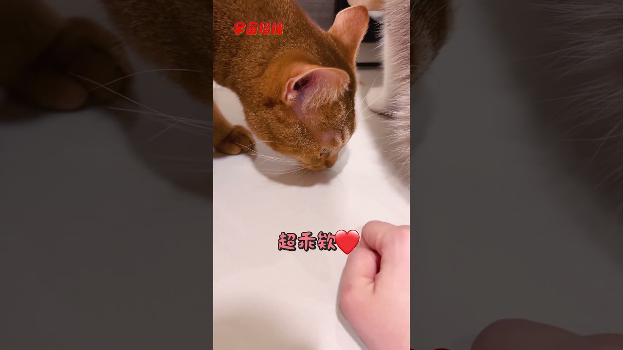 節儉的小貓！地上的飯渣都會撿乾淨 #魯比 #黑魯 #吃飯禮儀 #可愛貓咪 縮圖