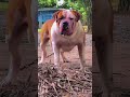ConceptDog #exotic #concept #bigdog #pitbull #puppy #doglove #dogshow #petshub #คอนเซ็บด็อก