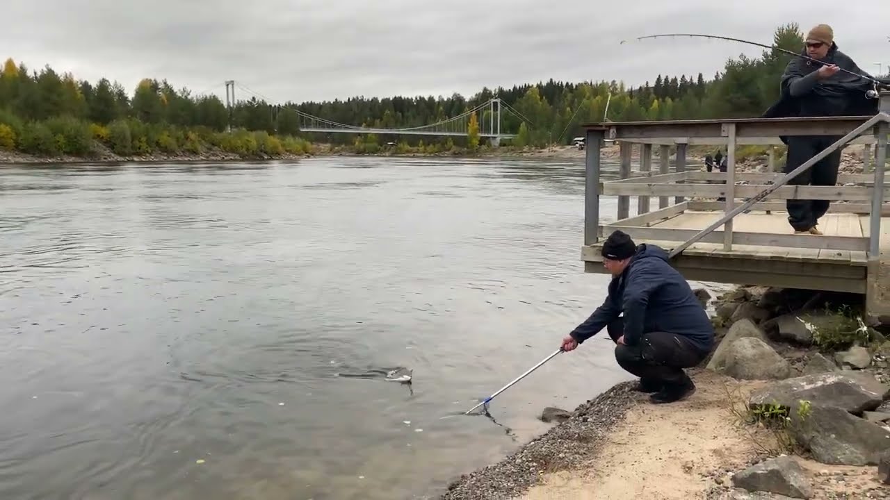 Epic Salmon & Trout Fishing in Sweden's Lule River | Catch & Release Adventure in Boden
