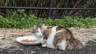 ゴージャスなモフモフの野良猫モフちゃんがご飯を食べる　Gorgeous fluffy longhaired stray cat, Mofu, eating a meal