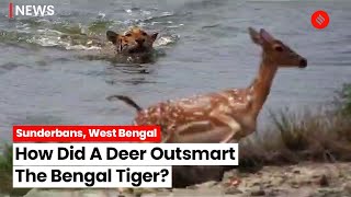 West Bengal: Bengal Tiger Chases A Deer At Sundarbans, What Happened Next?