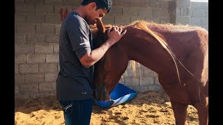 مهر خواف ماتعود على الناس كسبت ثقته (بربع ساعه) Gaining the trust of a fearful pony in a 15 mintues