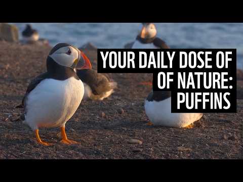 A daily dose of nature | puffins | WWF
