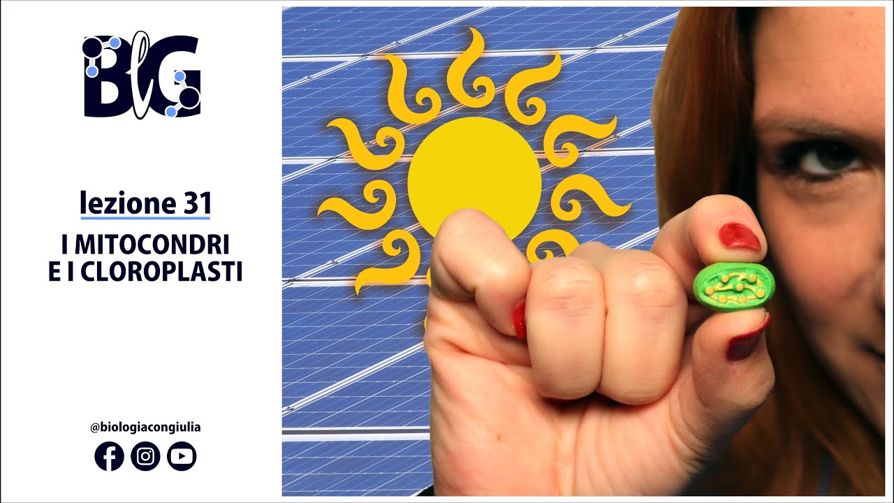 I MITOCONDRI e i CLOROPLASTI