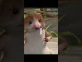 w shrew