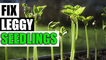 3 Ways To Fix Leggy Seedlings - Garden Quickie Episode 125