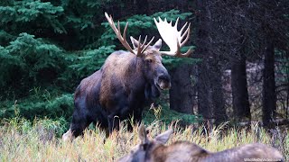 Big Bull Moose Vocalizing and Courting Young Cow During Rut