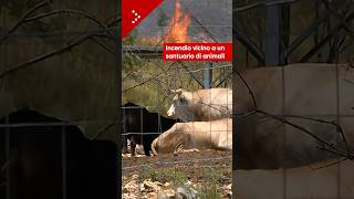 Nerola, fuoco avanza vicino a Santuario Animali: "Siamo in difficoltà"