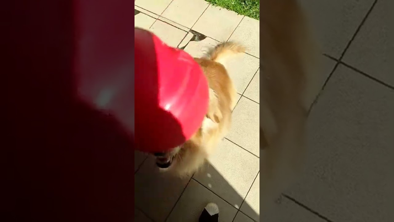 Dica de enriquecimento ambiental para cães - Kong Wobbler 🐶😉