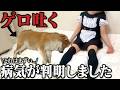 【飼い主が病気に…】40度の高熱で倒れる飼い主&急にゲロ吐く柴犬こまちゃん。どっちも心配すぎた3日間密着が壮絶すぎました.. thumbnail
