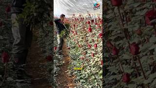 Proses Panen Bunga Mawar short mawar bungamawar faktaunik