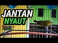 Pleci Males Bunyi Akan Langsung Nyaut Hitungan Detik Pake Suara Pleci Betina Ini Mp3 - Mp4 Download