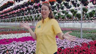 PETITTI | A Behind-the-Scenes look at Casa Verde Greenhouse 2026