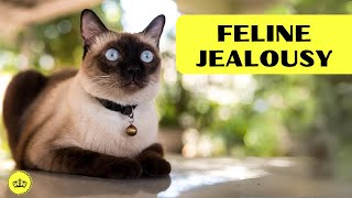 Cat Jealousy: Discover the 07 Most Jealous Cat Breeds in the Feline World!