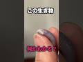 この生き物、何かわかる？ #爬虫類 #reptiles #shorts #トカゲ #ふじぴこ