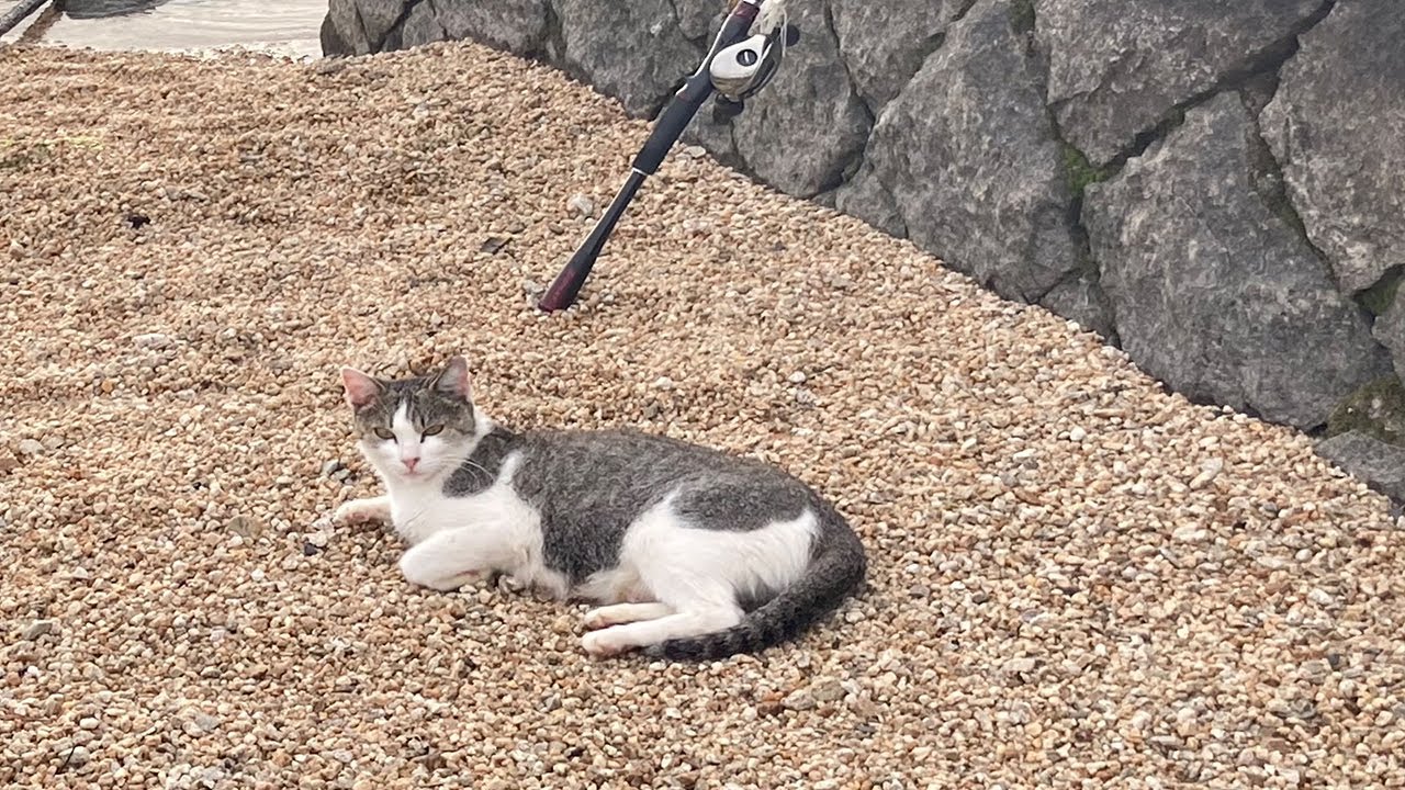 尻猫の釣りちゃんねる 猫に釣った魚をあげたら・・・ - YouTube