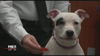 Dogs chained, abandoned outside Clayton County home