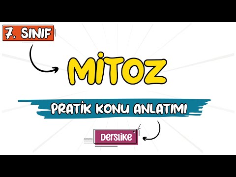 Mitoz Bölünme | 7. Sınıf