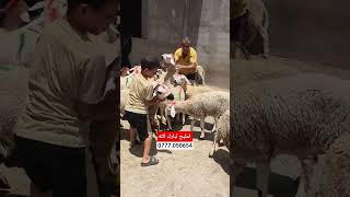 لمليح تبارك الله 28حولية للبيع 🐏