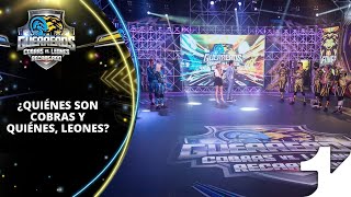 Ya Sabes Quiénes Están En Cobras Y Quiénes En Leones?