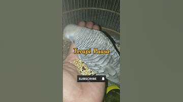 perkutut GiRAs Jadi jinak part1 #shorts