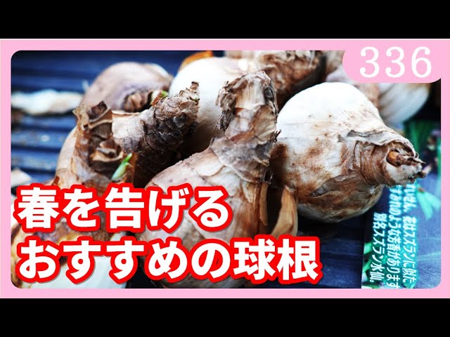 How to plant and grow daffodil bulbs by Gardening Channel 336