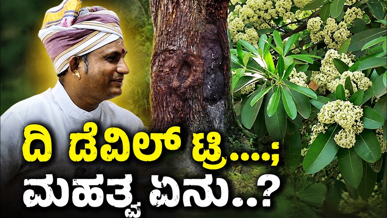 ಸಪ್ತಪರ್ಣಿ (ಪಾಳೆದ ಮರ) ಮರದ ವಿಶೇಷ ಕೇಳಿದ್ರೆ ಶಾಕ್ ಆಗ್ತೀರಾ..