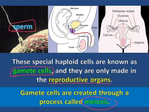 The Significance of Meiosis