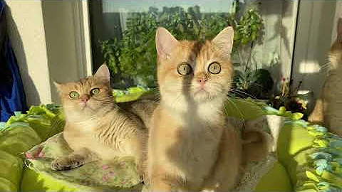 🤩ОСОБЕННОСТИ ПОРОДЫ🙀ЗОЛОТАЯ ШИНШИЛЛА🧡 GOLDEN KITTENS🌞