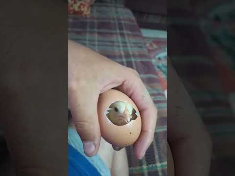 yumurtadan civciv çıktı